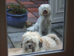 Halo and Tag get expelled