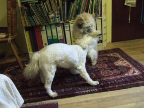 Halo and Tag start their nonsense