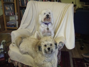 halo and tag together on my armchair