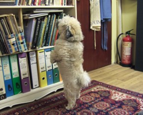 tag standing up on his hind legs looking for treats